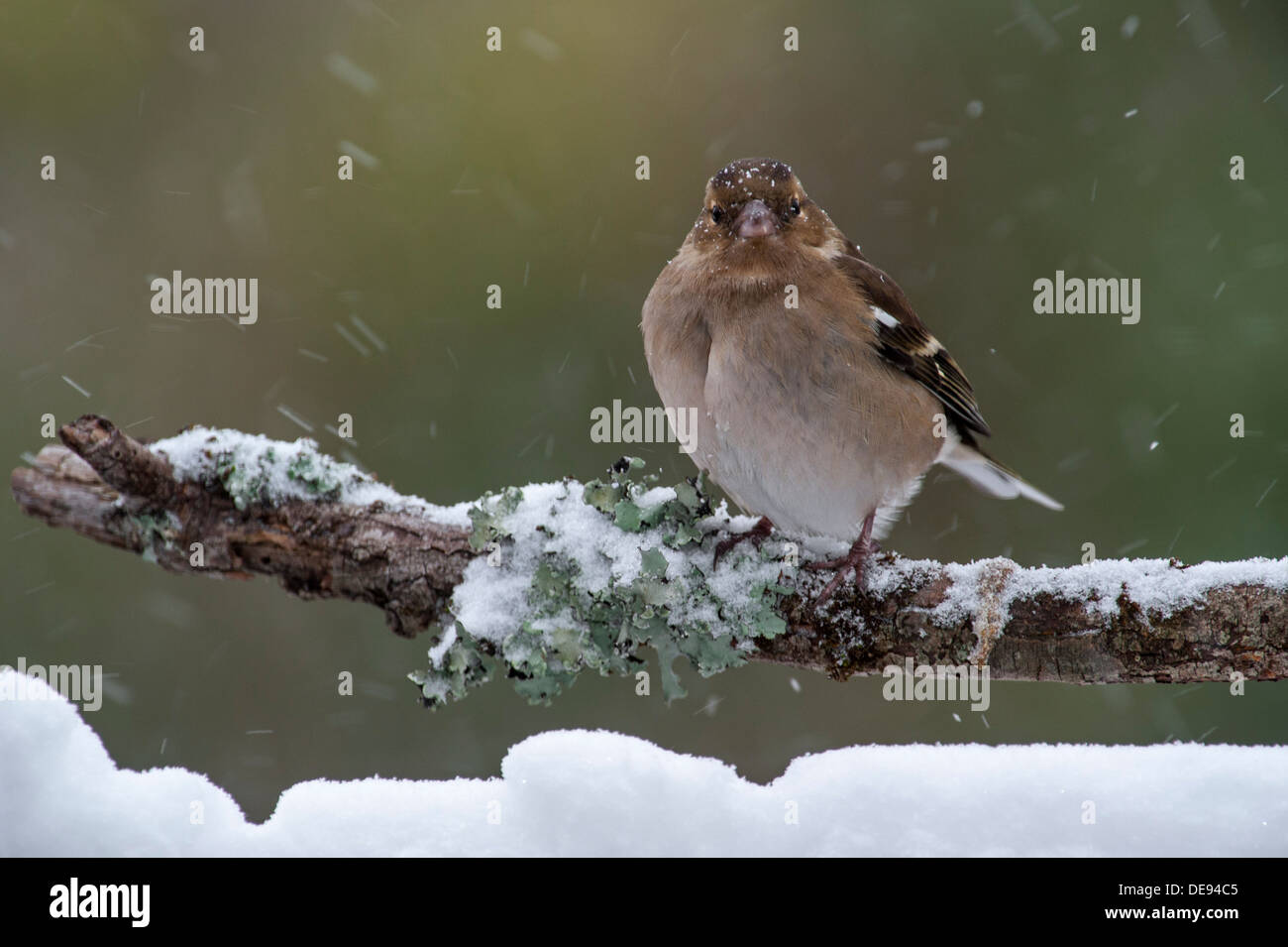 Comune (fringuello Fringilla coelebs) femmina con arruffare le piume appollaiato sul ramo durante la neve sulla doccia fredda giornata invernale Foto Stock