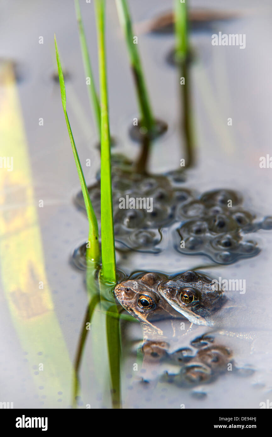 Comune Europea rane marrone (Rana temporaria) coppia di galleggianti amplexus tra frog spawn in stagno in primavera Foto Stock