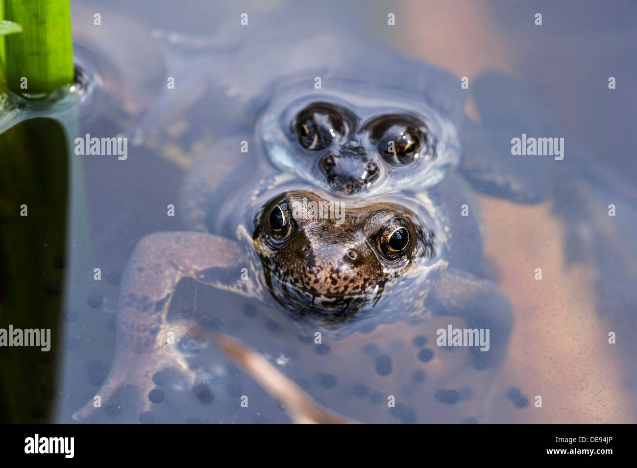 Comune Europea rane marrone (Rana temporaria) coppia di galleggianti amplexus tra frog spawn in stagno in primavera Foto Stock