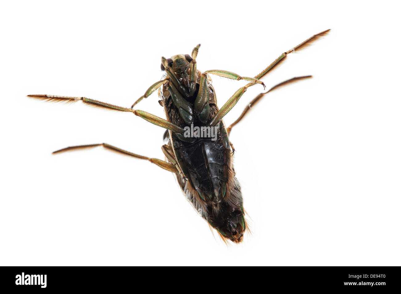 Due Spotted backswimmers / chiazzato backswimmer / Pepati acqua barcaiolo (Notonecta maculata) coniugata Foto Stock