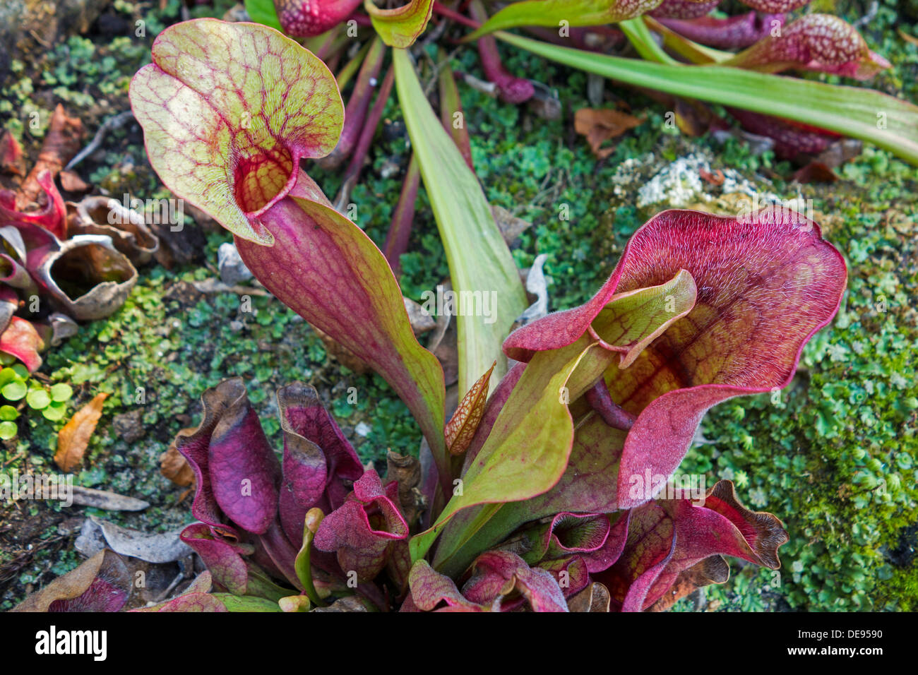 Viola carnivore pianta brocca / nord del lanciatore piante / side-sella (fiore Sarracenia purpurea), originaria del Nord America Foto Stock
