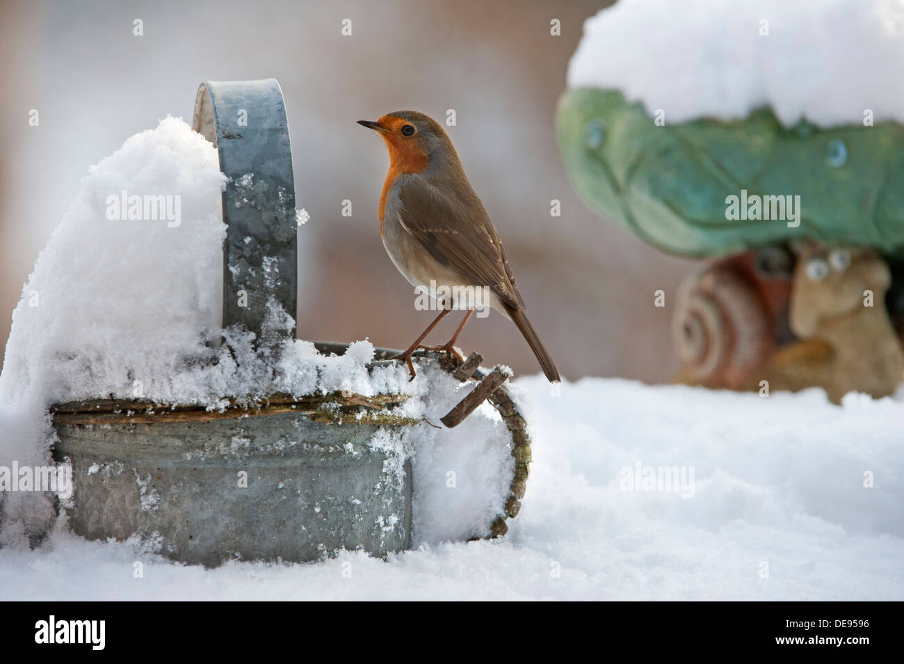 Unione Robin (Erithacus rubecula) appollaiato su metallo annaffiatoio in giardino nella neve in inverno Foto Stock