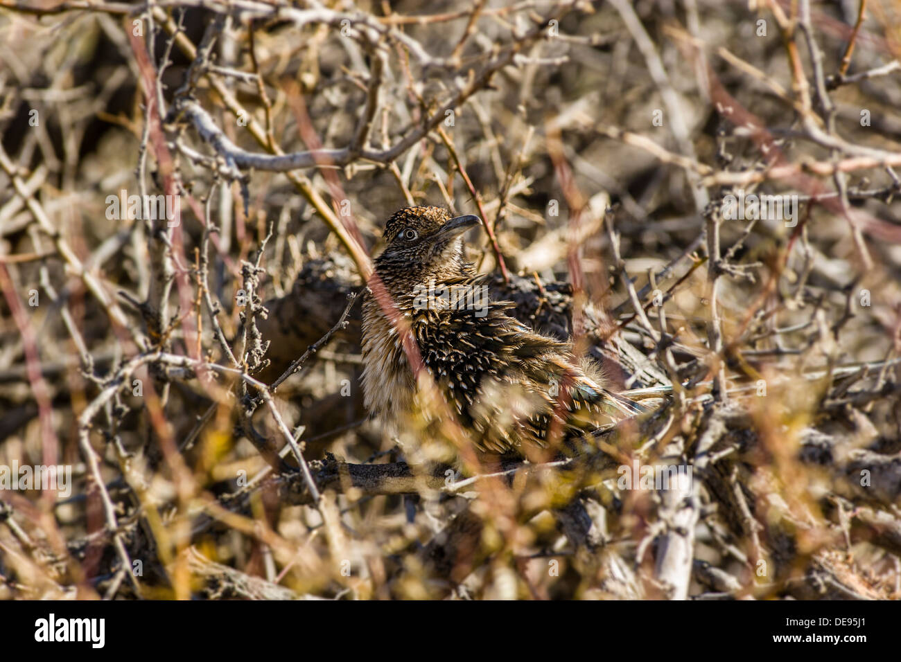 Ben mimetizzata roadrunner [geococcyx californianus] guarda fuori dal nascondiglio in spazzola Furnace Creek Parco Nazionale della Valle della Morte, California, Stati Uniti d'America. Foto Stock