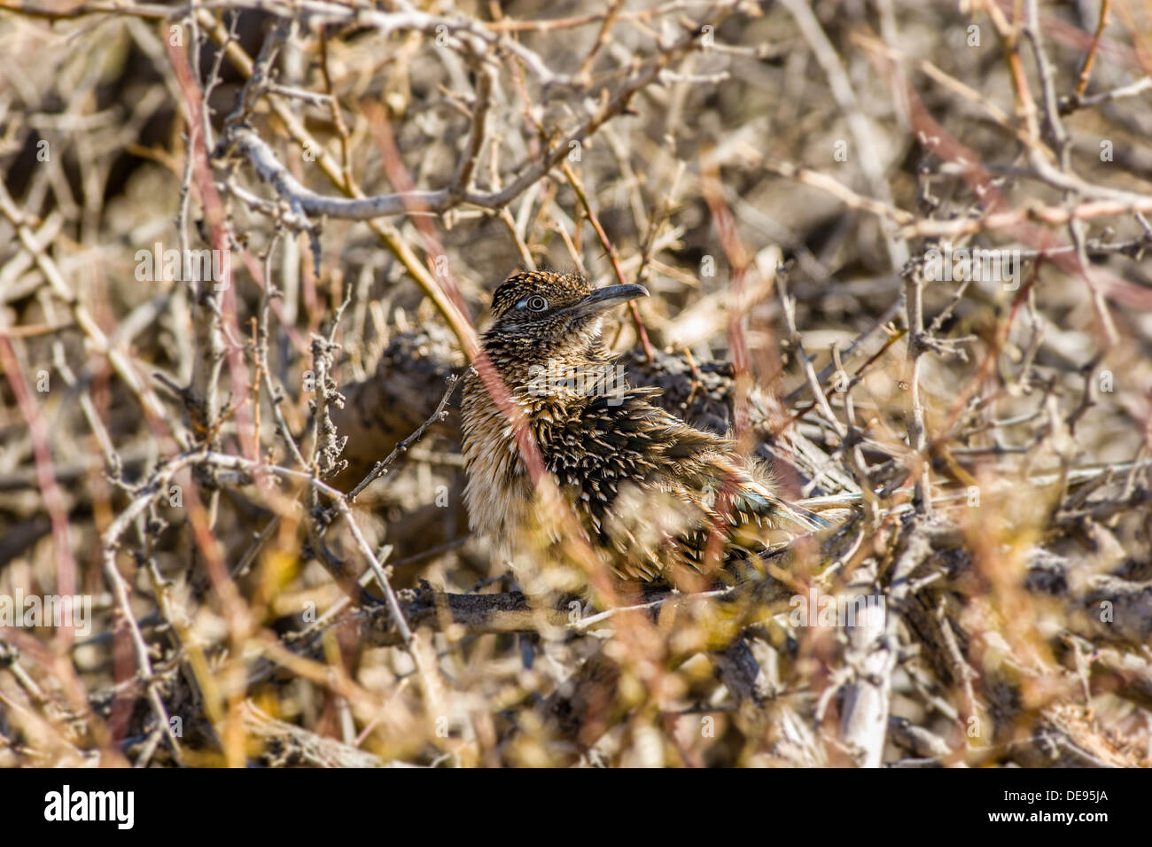 Ben mimetizzata roadrunner [geococcyx californianus] guarda fuori dal nascondiglio in spazzola Furnace Creek Parco Nazionale della Valle della Morte, California, Stati Uniti d'America. Foto Stock
