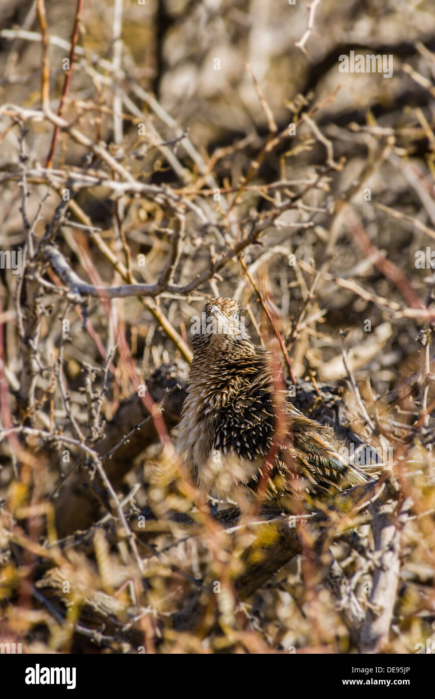 Ben mimetizzata roadrunner [geococcyx californianus] guarda fuori dal nascondiglio in spazzola Furnace Creek Parco Nazionale della Valle della Morte, California, Stati Uniti d'America. Foto Stock