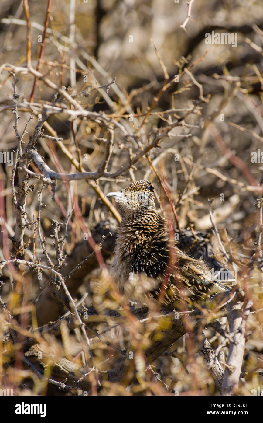 Roadrunner [geococcyx californianus] in open areaFurnace Creek Parco Nazionale della Valle della Morte, California, Stati Uniti d'America. Foto Stock