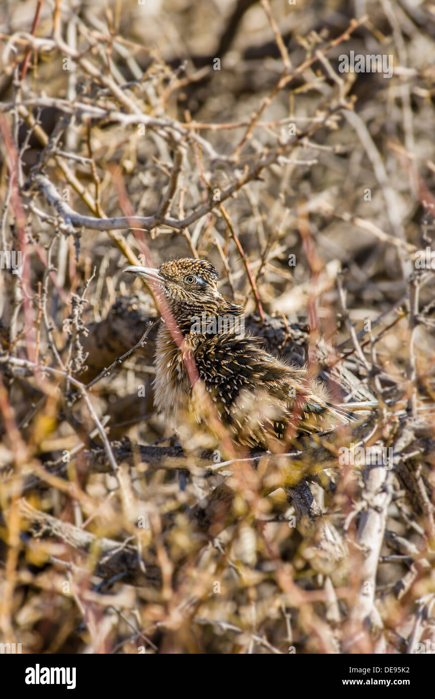 Ben mimetizzata roadrunner [geococcyx californianus] guarda fuori dal nascondiglio in spazzola Furnace Creek Parco Nazionale della Valle della Morte, California, Stati Uniti d'America. Foto Stock