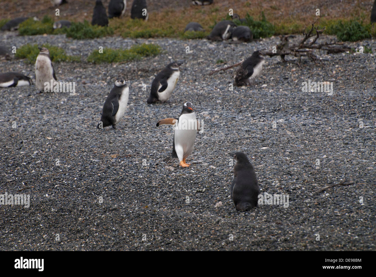 Gentoo, i pinguini di Magellano, Patagonia Foto Stock