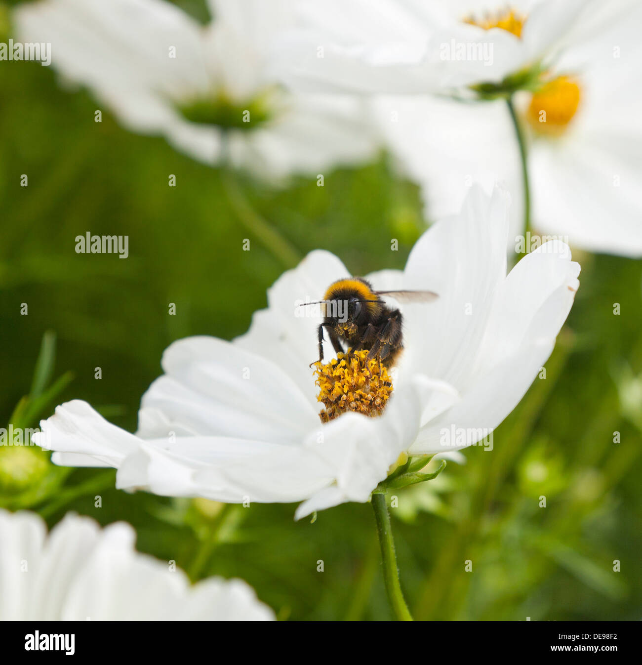 Il miele delle api, api sp. su un bianco fiore Cosmea Foto Stock