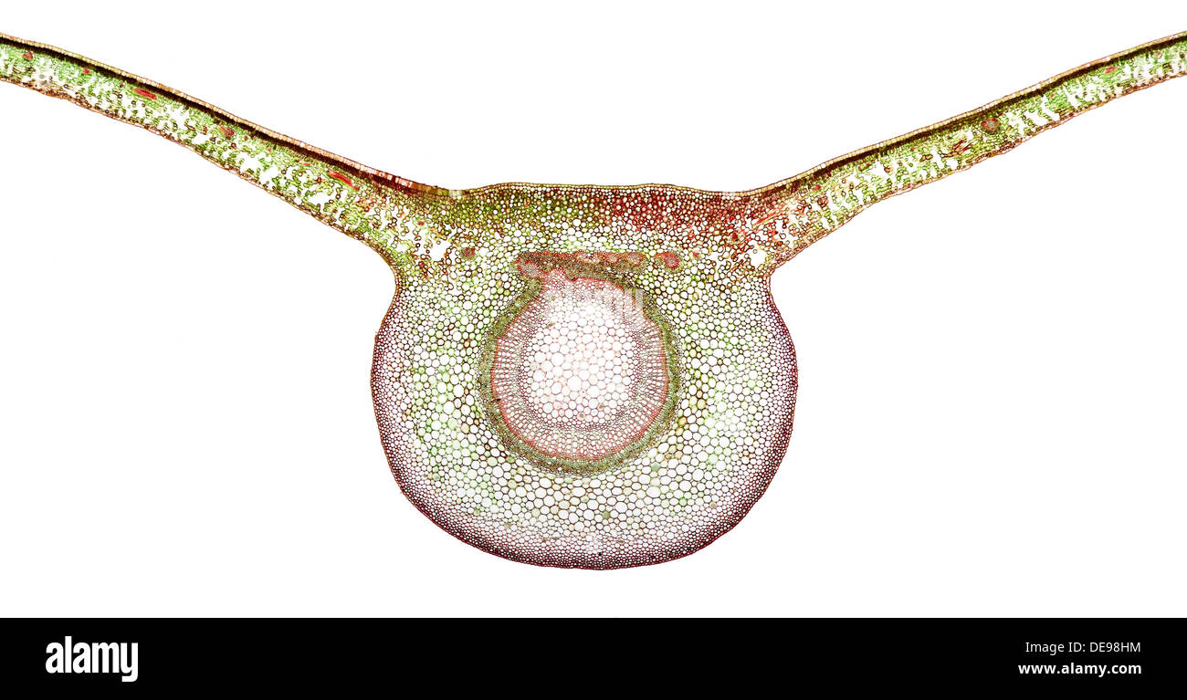 La pianta del caffè, Caffeia arabica, leaf T.S., fotomicrografia in campo chiaro Foto Stock