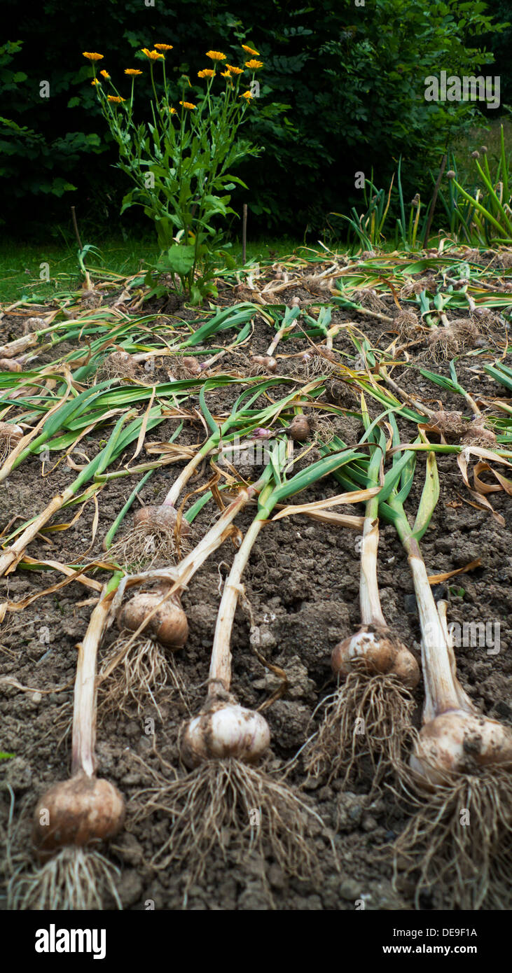 Una coltura di bulbi d'aglio coltivati in casa biologici dopo la coltivazione essiccati all'esterno in un giardino rurale del Carmarthenshire Galles Regno Unito 2013 KATHY DEWITT Foto Stock