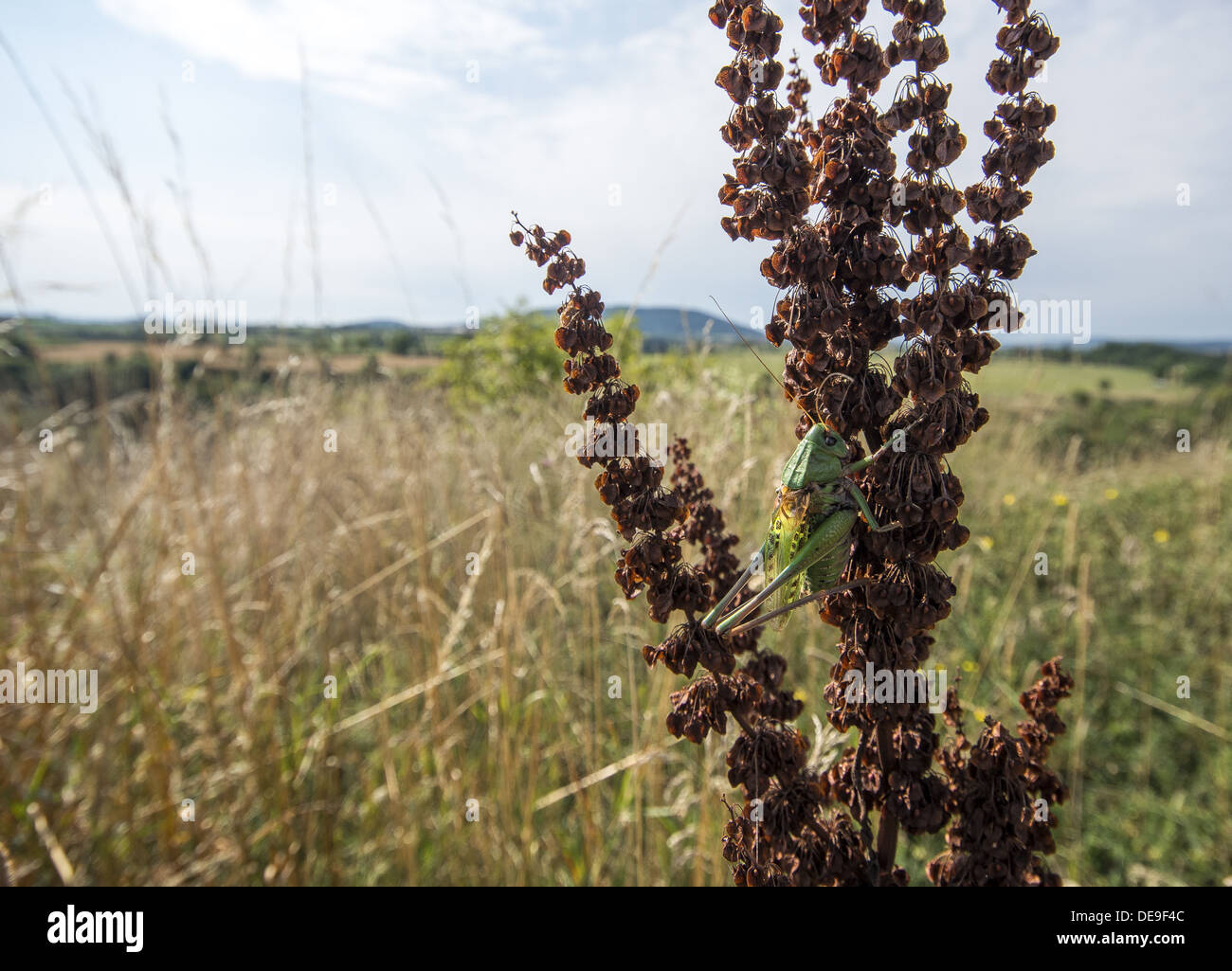 Una grande macchia verde cricket nella regione di Auvergne della Francia Foto Stock