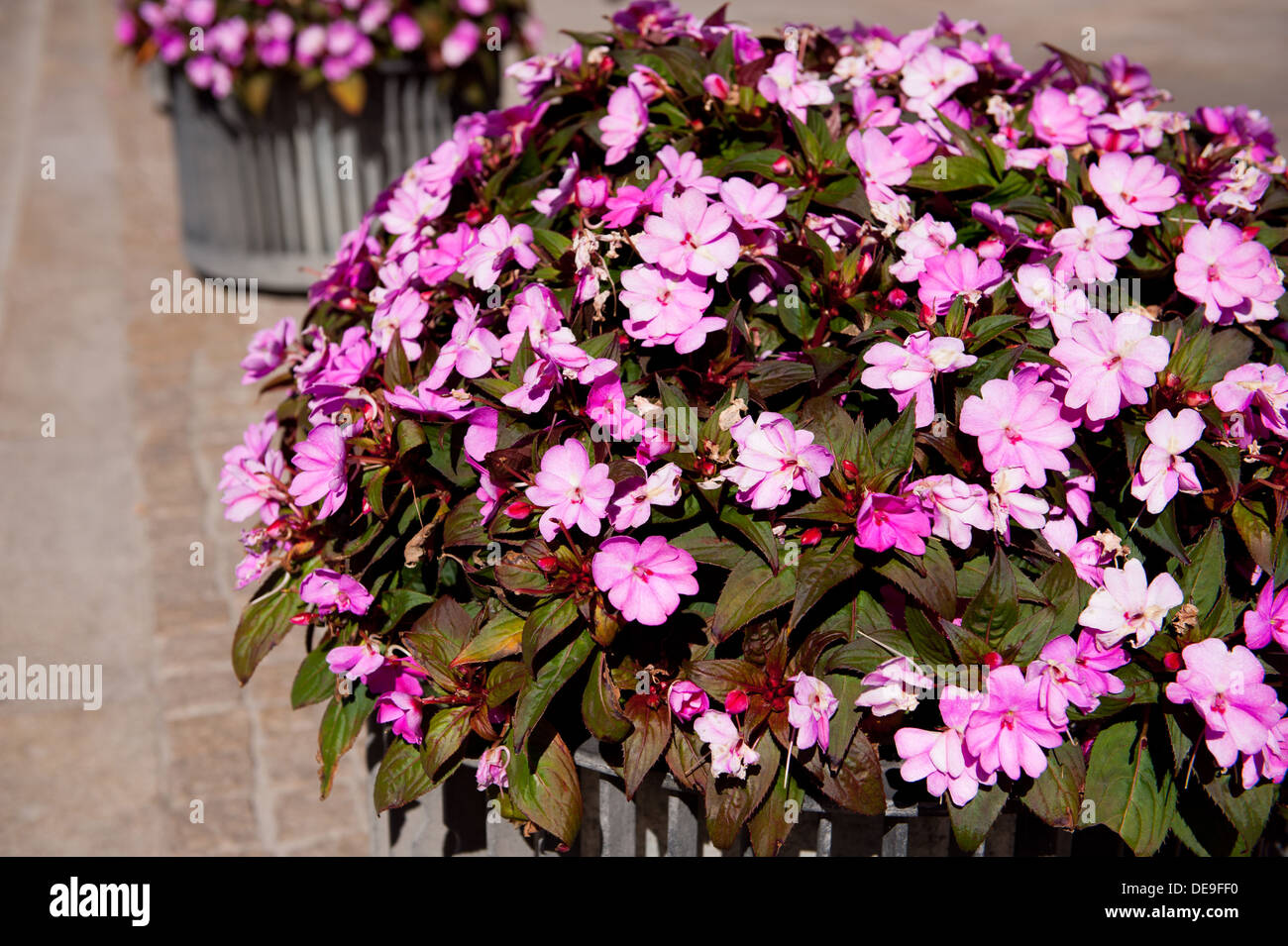 Molti pink Impatiens Walleriana fiori Foto Stock
