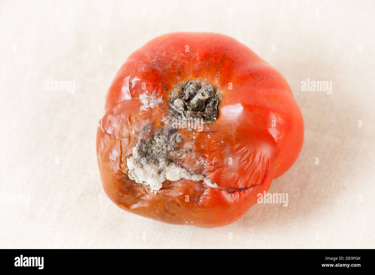 Uno rosso maturo di muffa tossica i frutti di pomodoro Foto Stock