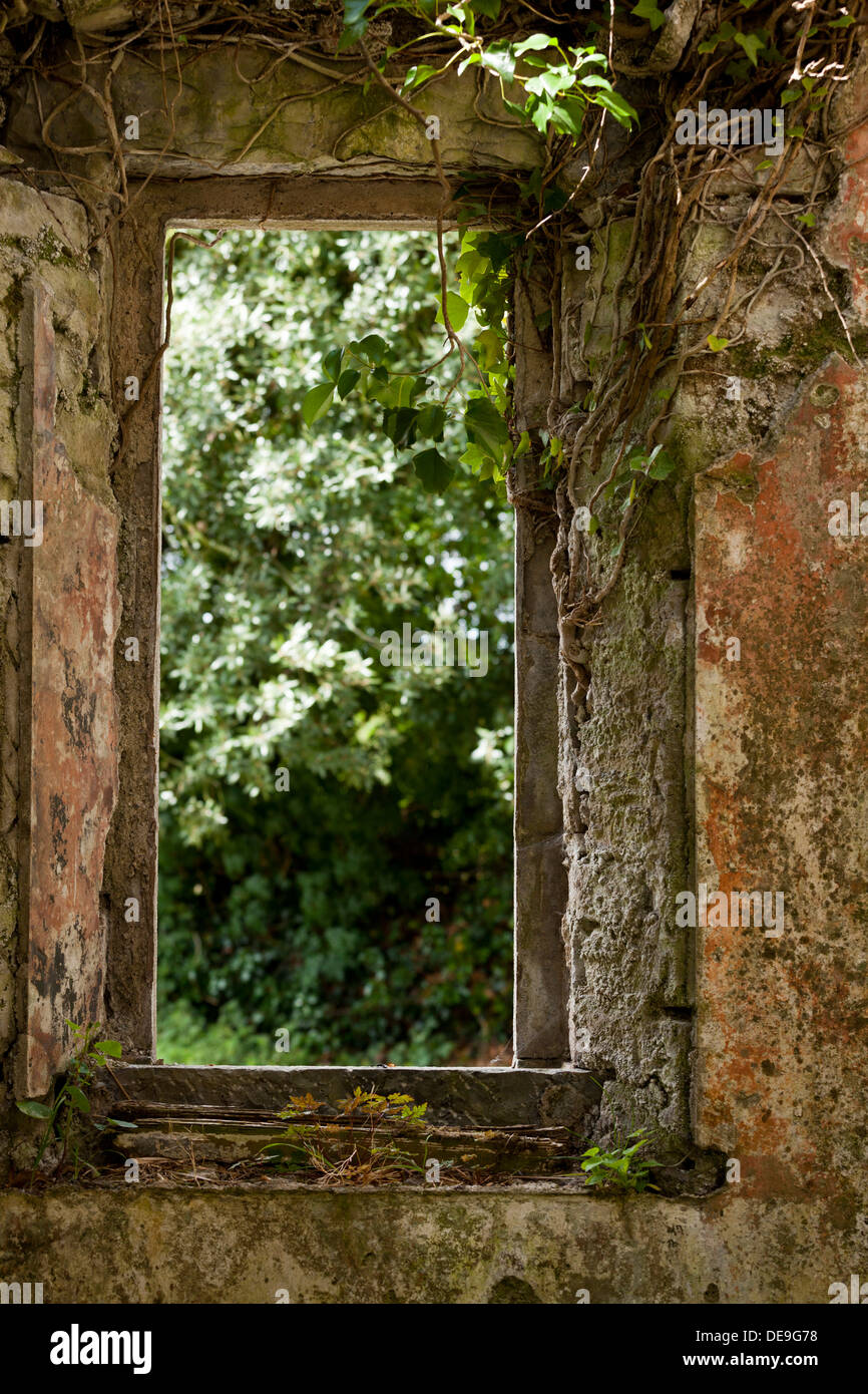 Vecchia finestra di pietra nelle rovine della chiesa a Lackagh più, Kildare, Irlanda ricoperta di edera. Foto Stock