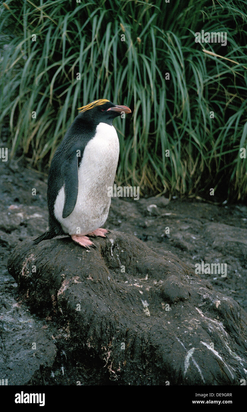 Pinguino di maccheroni (Eudyptes chrysolophus) su roccia da erba di tussac, Isola della Georgia del Sud, Isola Sub Antartico, Sud Atlantico Foto Stock