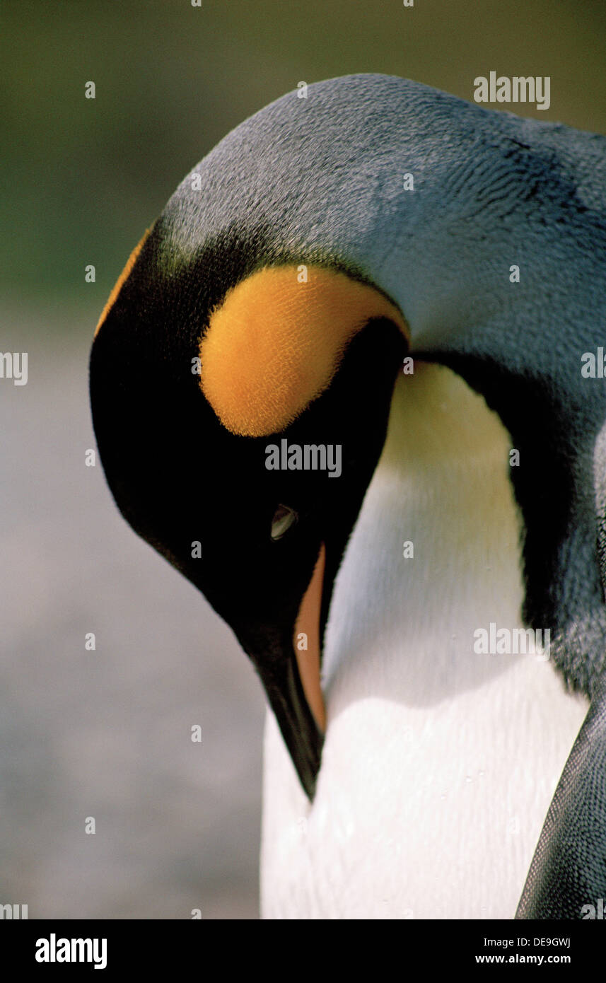 Re Pinguino (Aptenodytes patagonicus) si annida in queste piume, Salisbury Plain, Bay of Isles, South Georgia, Sub-Antartic Island Foto Stock