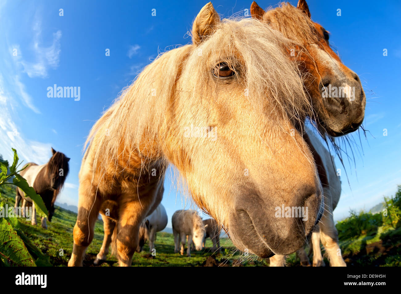 (Pony cavallo) museruola su pascolo vicino, fish-eye Foto Stock