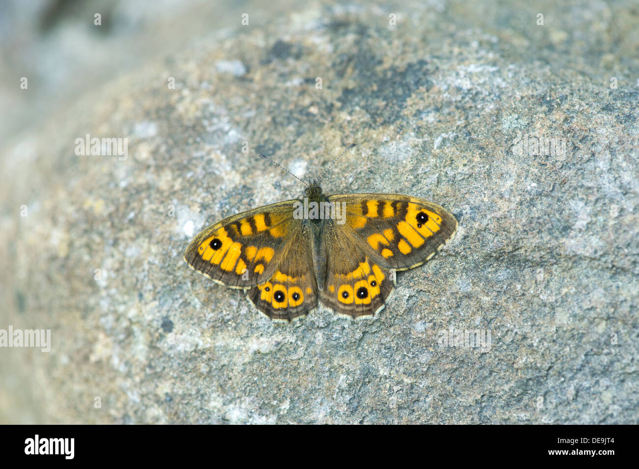 Parete butterfly (Lasiommata megera) REGNO UNITO Foto Stock