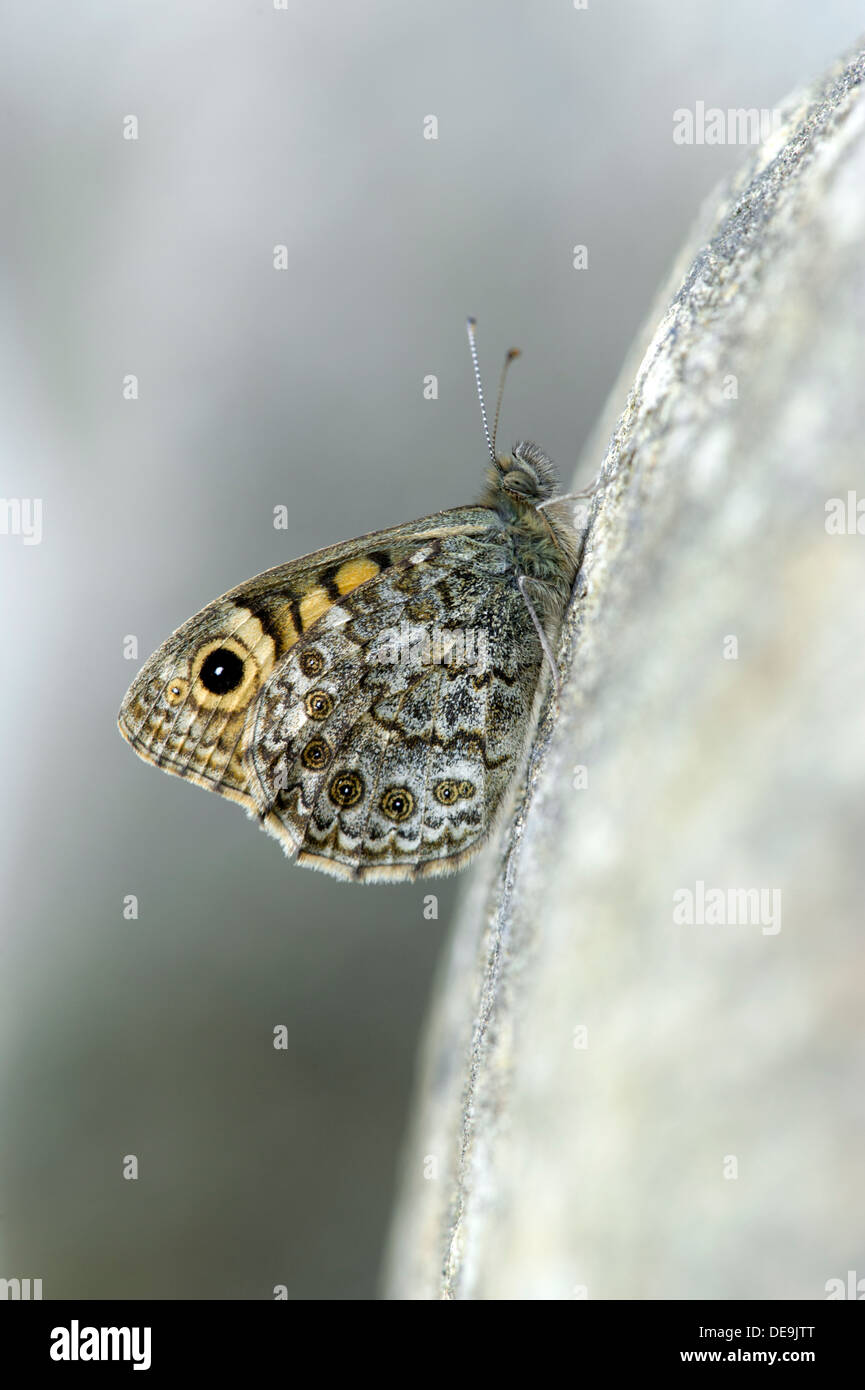 Parete butterfly (Lasiommata megera) REGNO UNITO Foto Stock