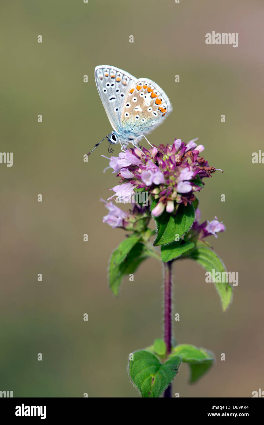 Comune di blue butterfly (Polyommatus icarus) REGNO UNITO Foto Stock
