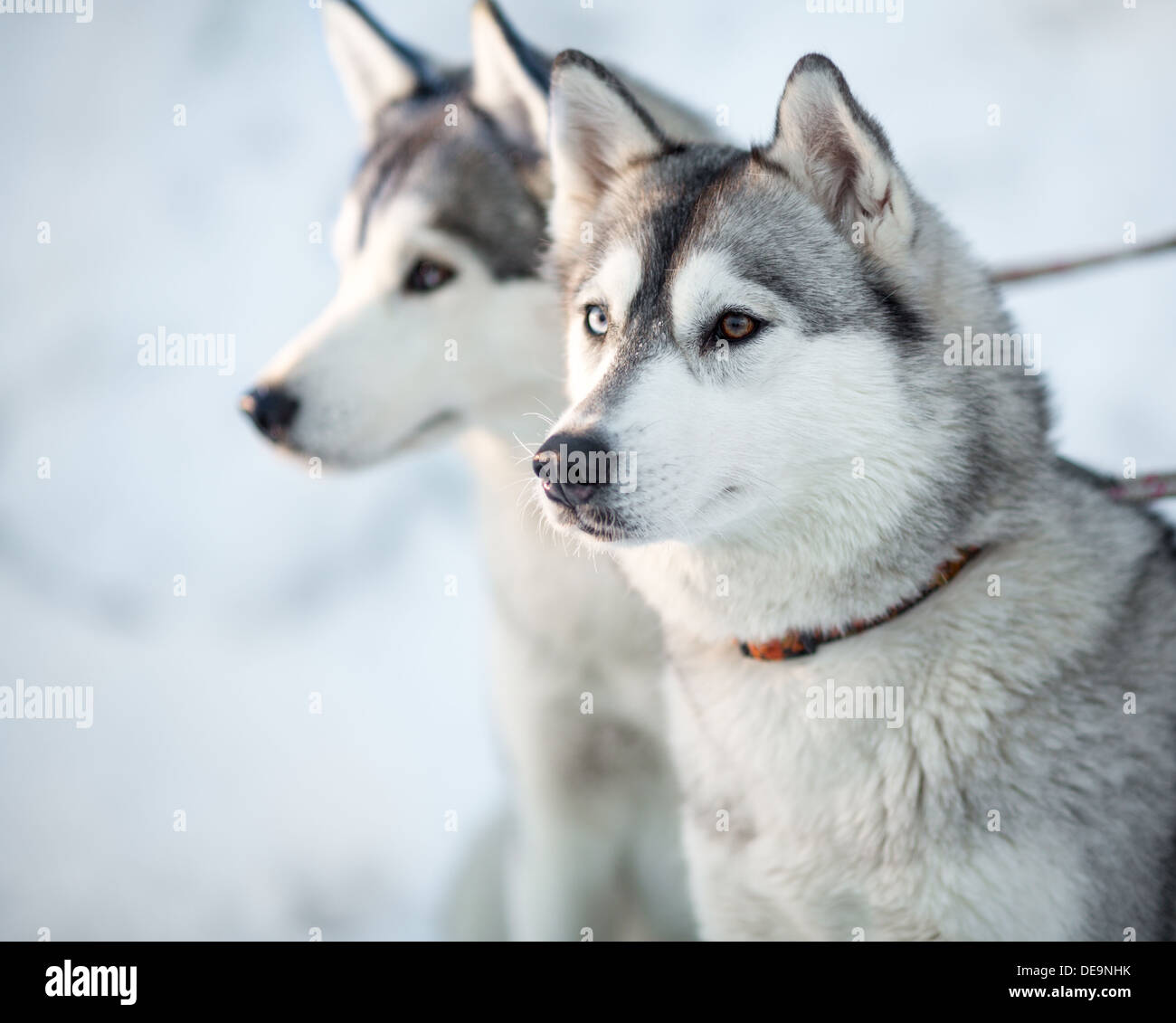 Due siberian husky cani closeup ritratto Foto Stock