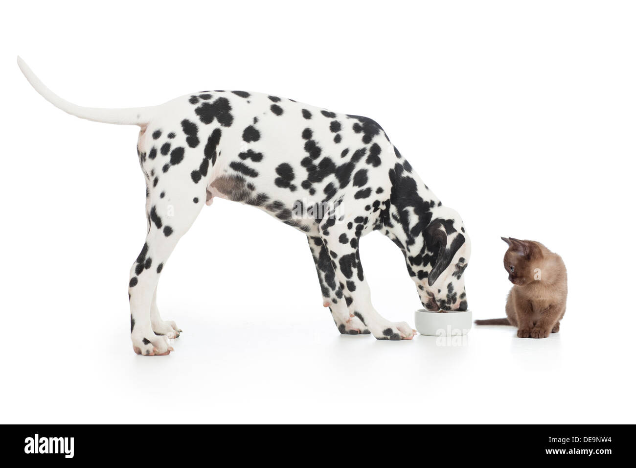 Cane dalmata di mangiare dalla ciotola e gattino seduto vicino su bianco Foto Stock