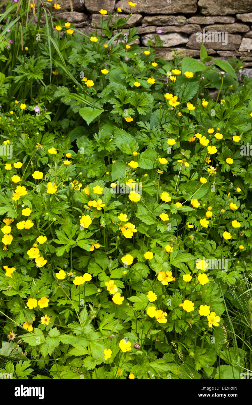 Renoncules fioritura nel villaggio Costwold di Castle Combe, WILTSHIRE REGNO UNITO Foto Stock