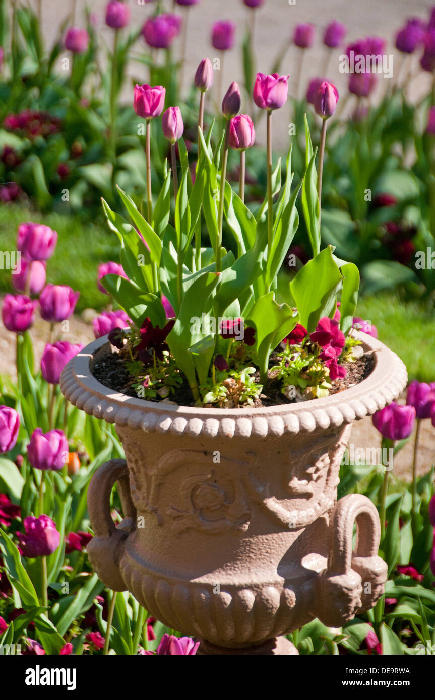 I tulipani in un giardino e la piantatrice, Cheshire, Inghilterra, Regno Unito Foto Stock