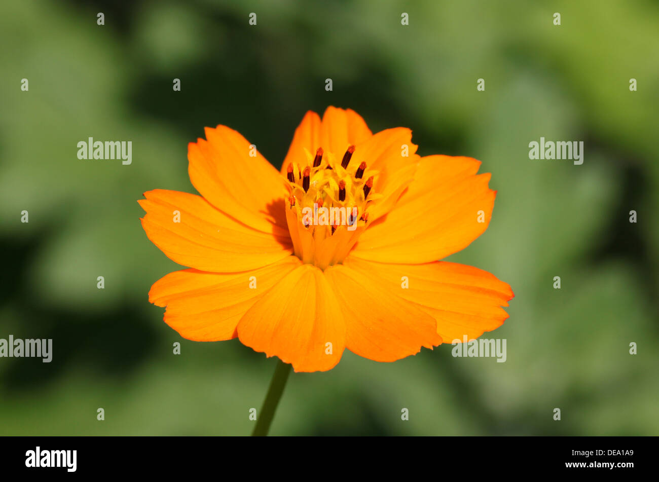 Close up daisy orange Foto Stock