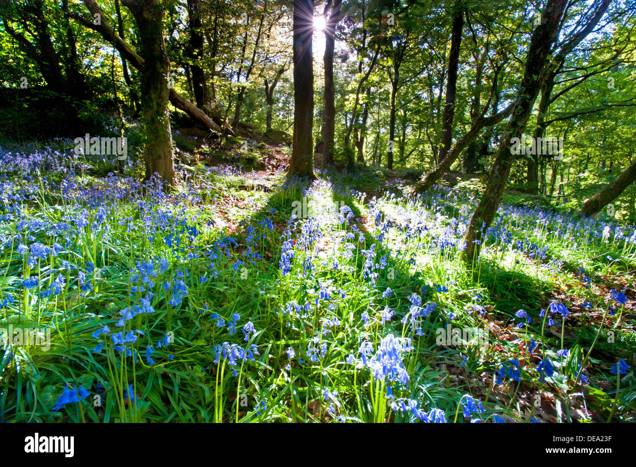 La luce del sole e le ombre in un bosco Bluebell, England, Regno Unito Foto Stock