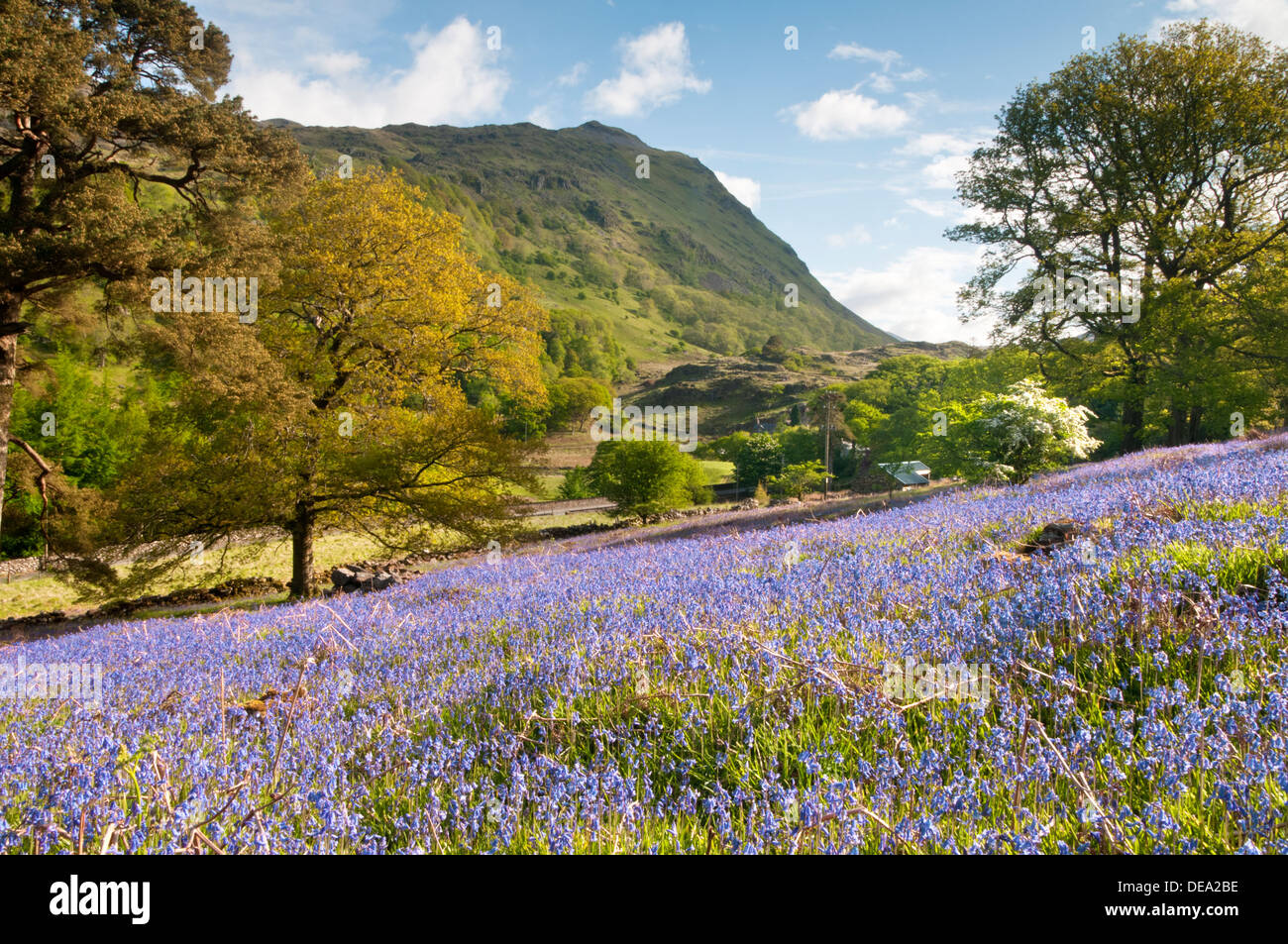 Bluebells e il picco di Gallt y Wenallt, Nant Gwynant, Snowdonia National Park, North Wales, Regno Unito Foto Stock