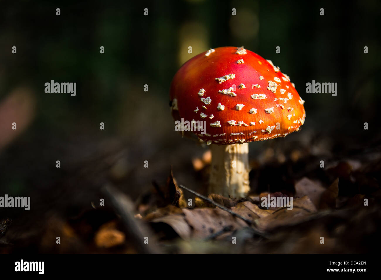 Fungo amanita muscaria nel bosco dopo la pioggia. Foto Stock