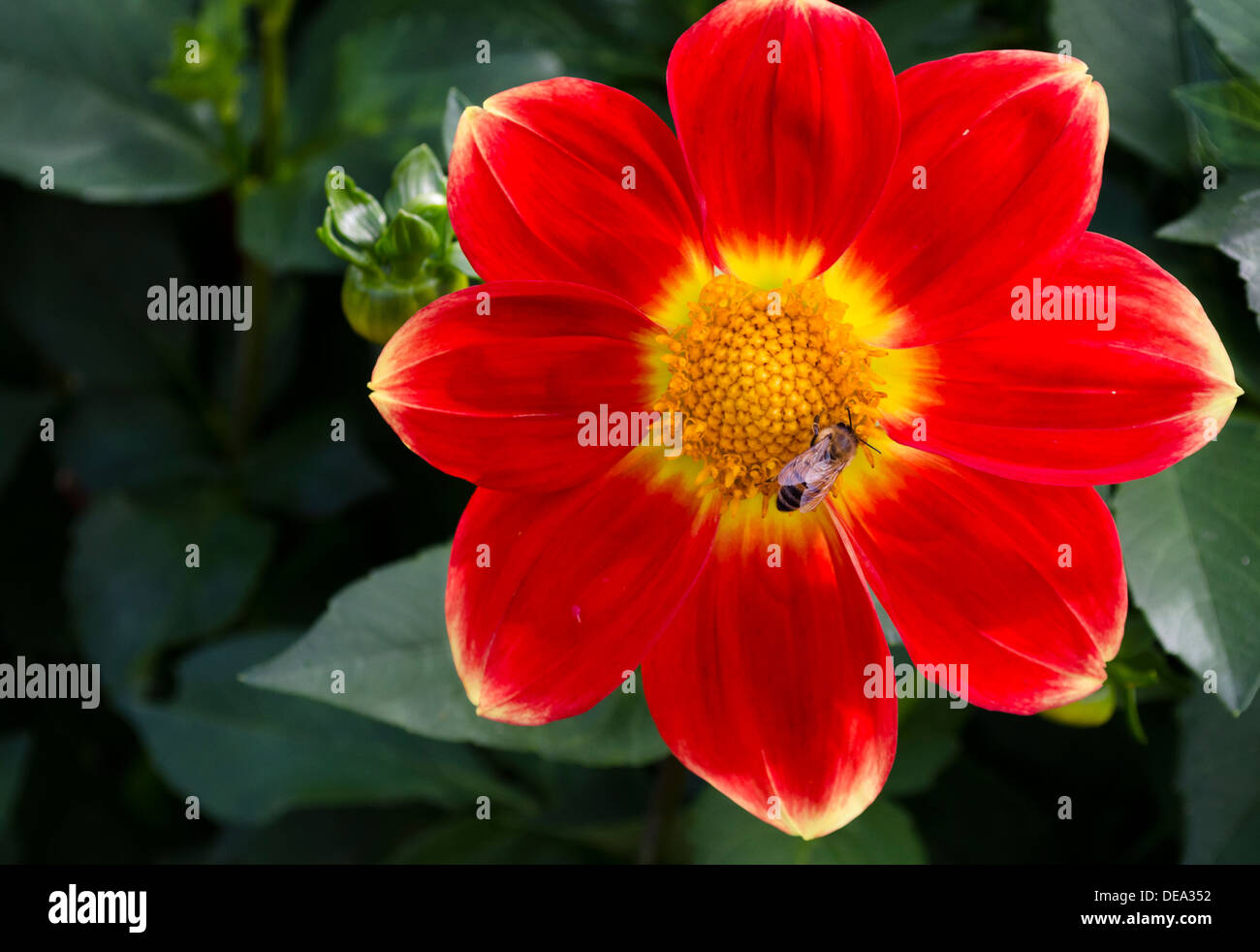 Colorata di rosso e di giallo dahila fiore, di essere visitato da un'ape nel giardino. Eseguire Rock Giacobbe dahlia varietà. Foto Stock