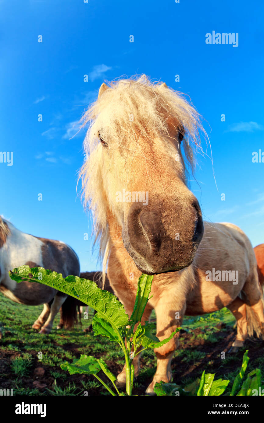 Testa di pony su pascolo su blue sky close up Foto Stock