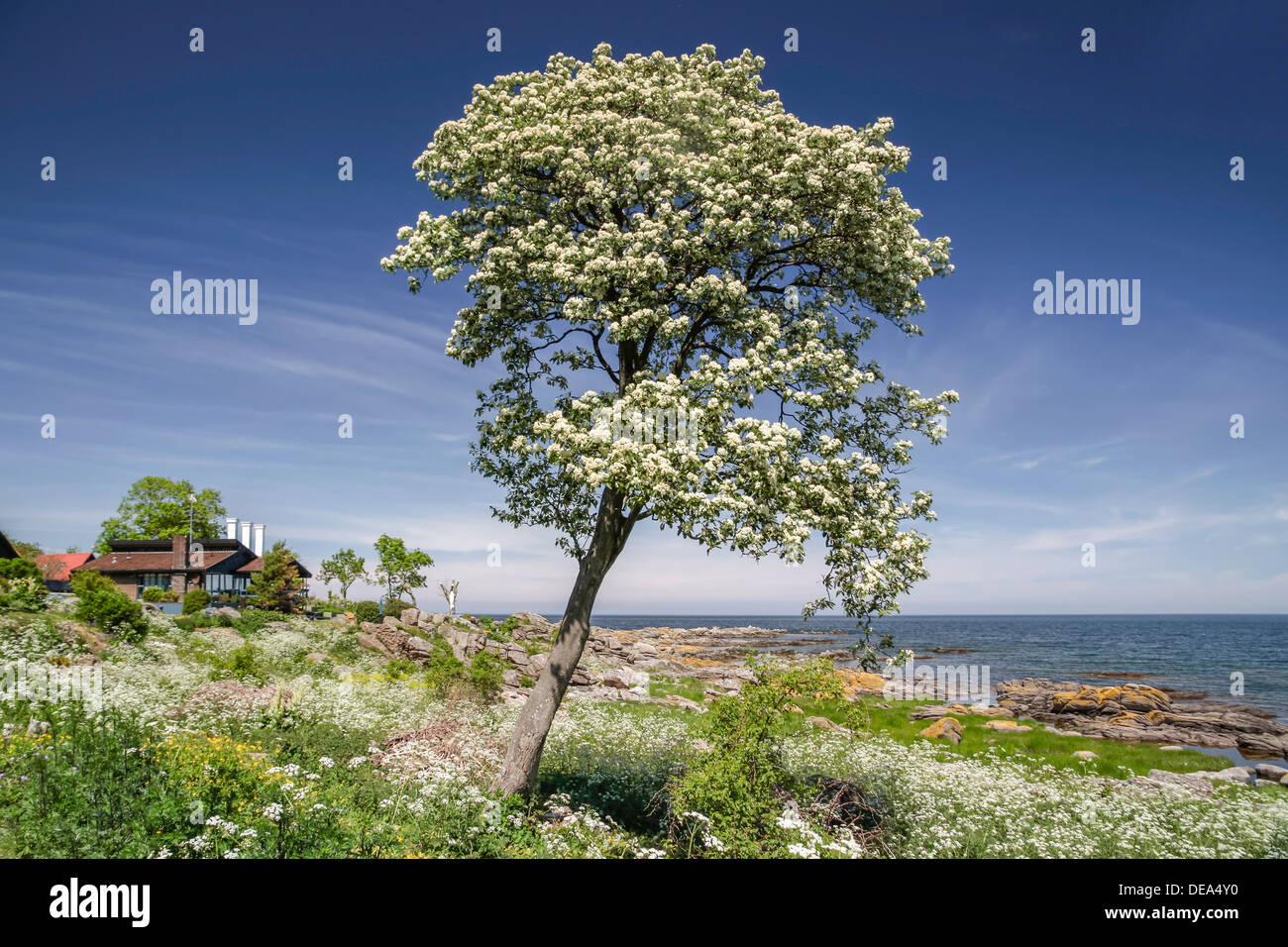 Molla albero a costa di Bornholm vicino elencati, Danimarca Foto Stock