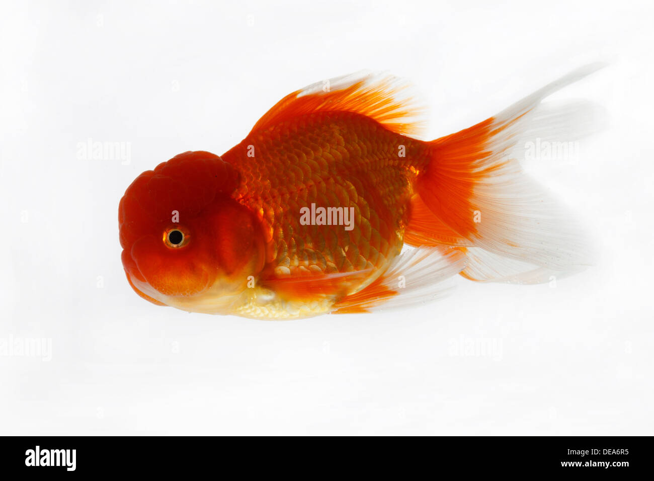 Close-up di pesce Foto Stock