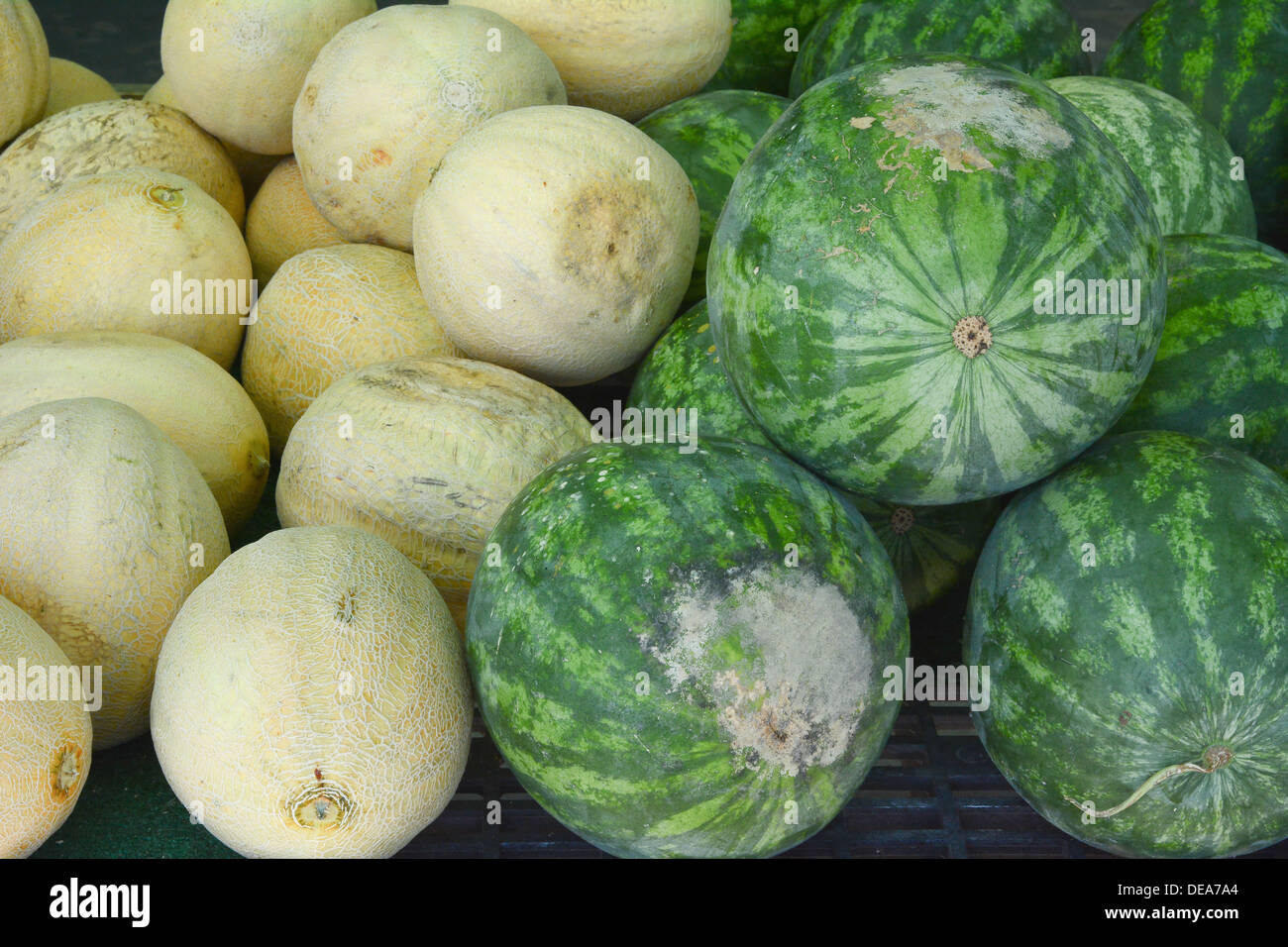 Melone ed anguria come sani e nutrienti a base di frutta Foto Stock