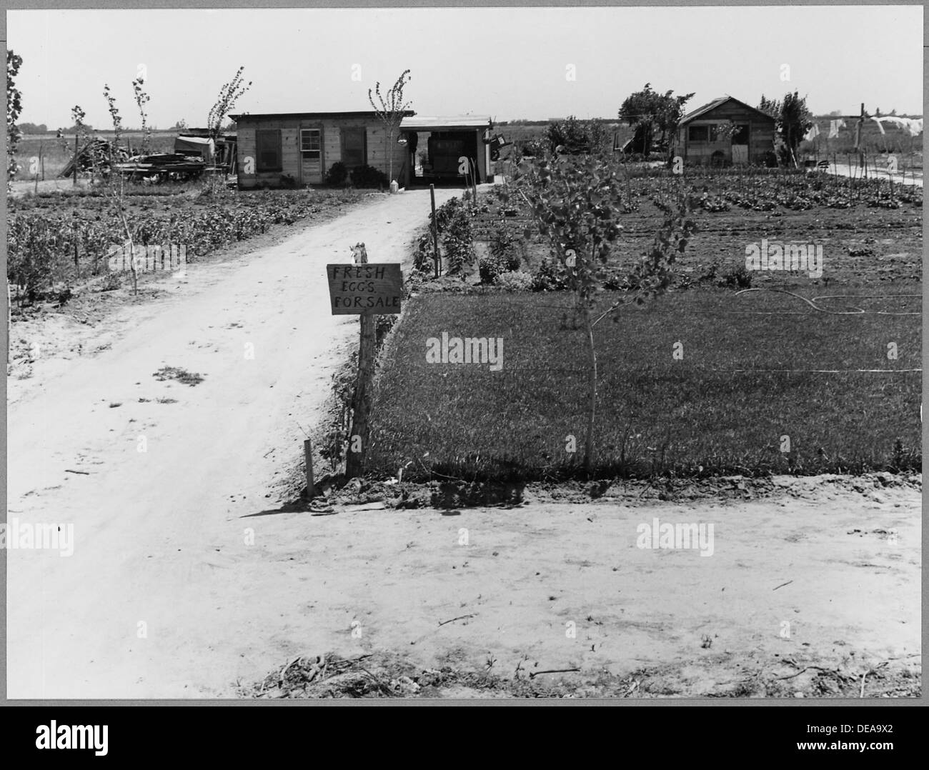 Un'immagine di due famiglie imparentate che vivevano vicino a Modesto, California, nella contea di Stanislaus, catturando un ambiente rurale agricolo in cui risiedono le famiglie. Foto Stock