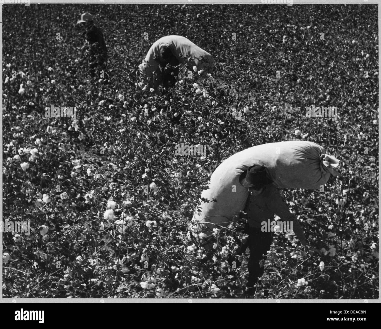Fattorie Cortaro, Pinal County, Arizona. Raccoglitrici di cotone con sacchi pieni fanno la loro strada attraverso il fiel . . . 5011 Foto Stock
