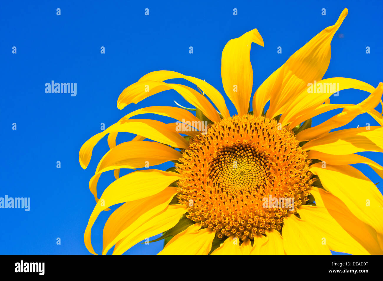 Agricoltura sfondo bellezza bellissimo fiore blu brillante colore girasole pittoresco paese di campagna ambiente giorno fiore Foto Stock