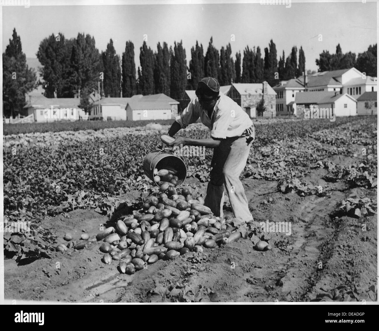 John Billy, un membro della tribù Paiute, si trova nella riserva Duckwater, una regione situata al confine tra Idaho e Nevada. L'immagine riflette le pratiche agricole tra le comunità dei nativi americani. Foto Stock