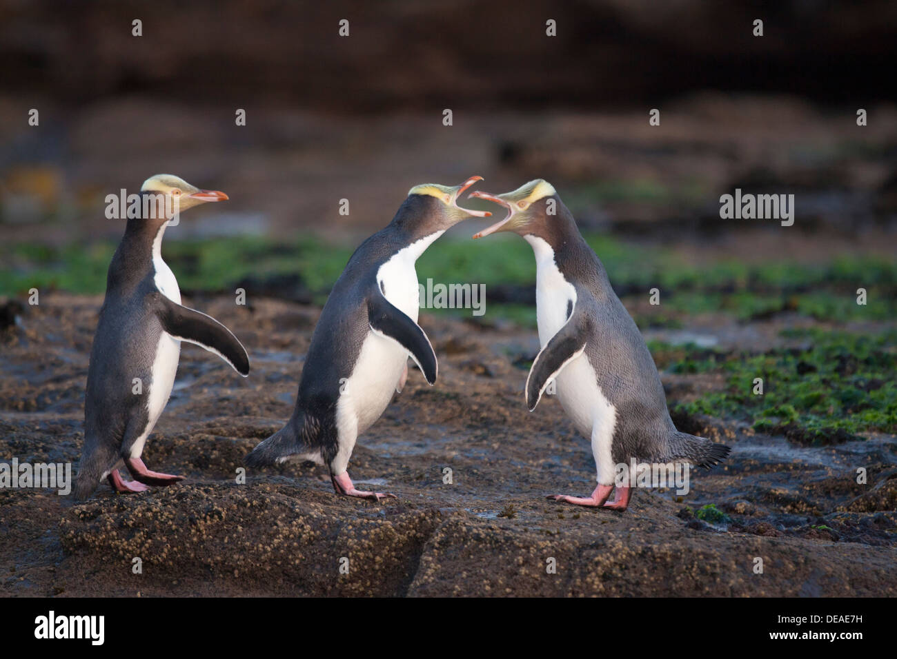 Giallo-eyed Penguin - Megadyptes antipodes - o Hoiho, Curio bay, Isola del Sud, Nuova Zelanda Foto Stock