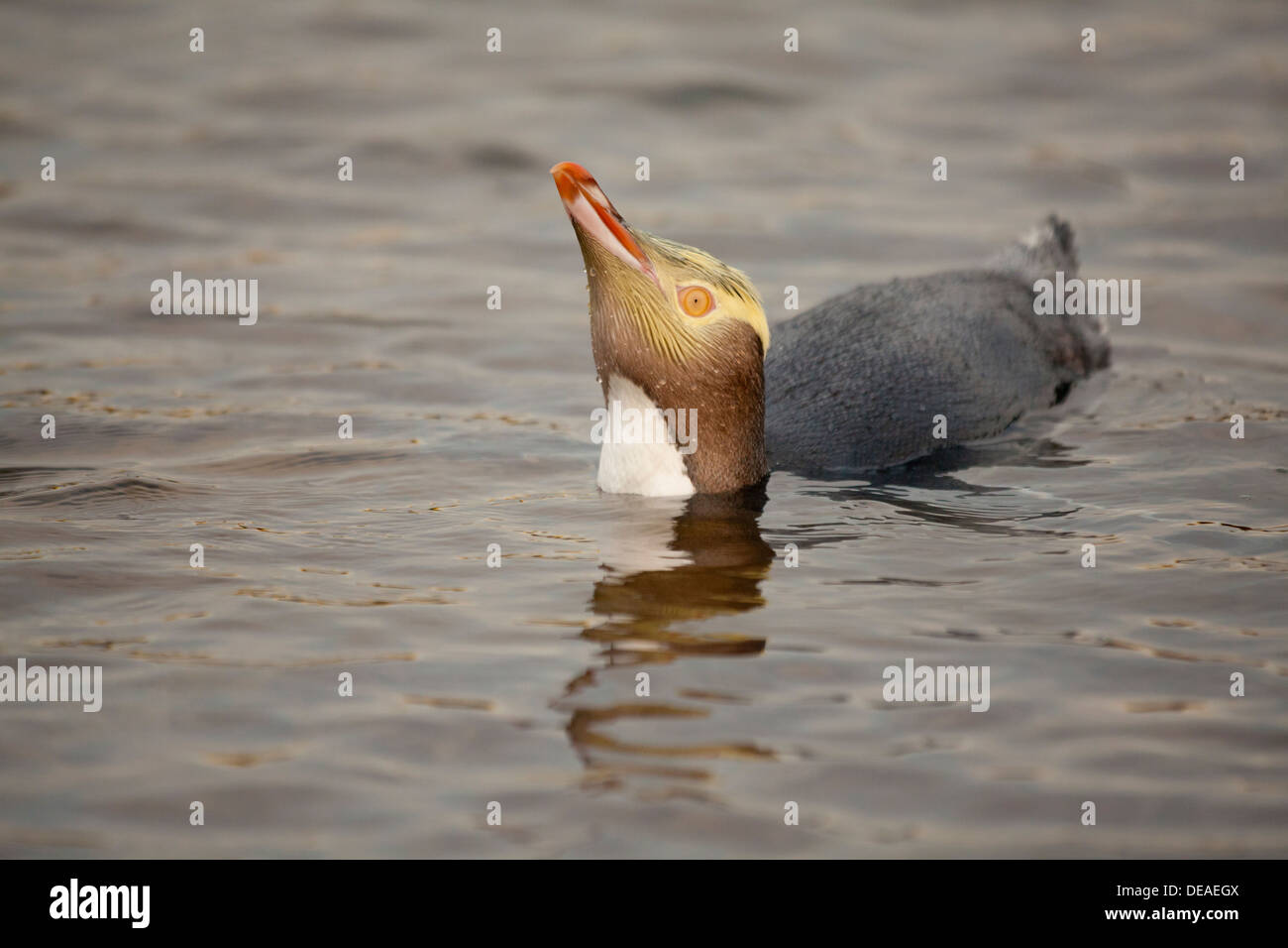 Giallo-eyed Penguin - Megadyptes antipodes - o Hoiho, Curio bay, Isola del Sud, Nuova Zelanda Foto Stock