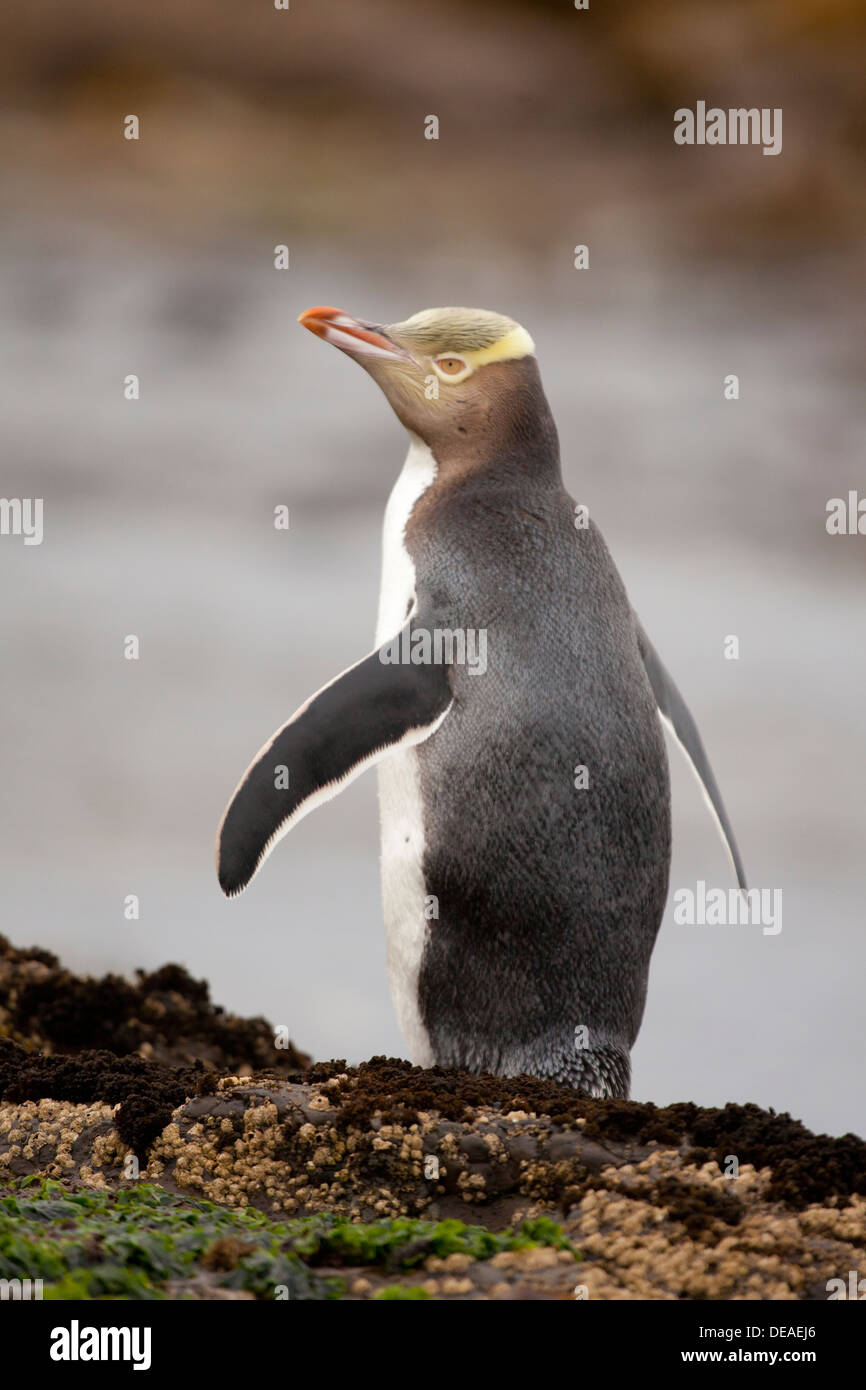 Giallo-eyed Penguin - Megadyptes antipodes - o Hoiho, Curio bay, Isola del Sud, Nuova Zelanda Foto Stock