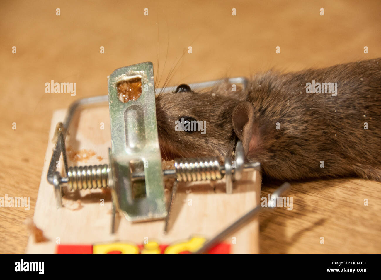 Mouse catturati e uccisi nella trappola a molla Foto Stock