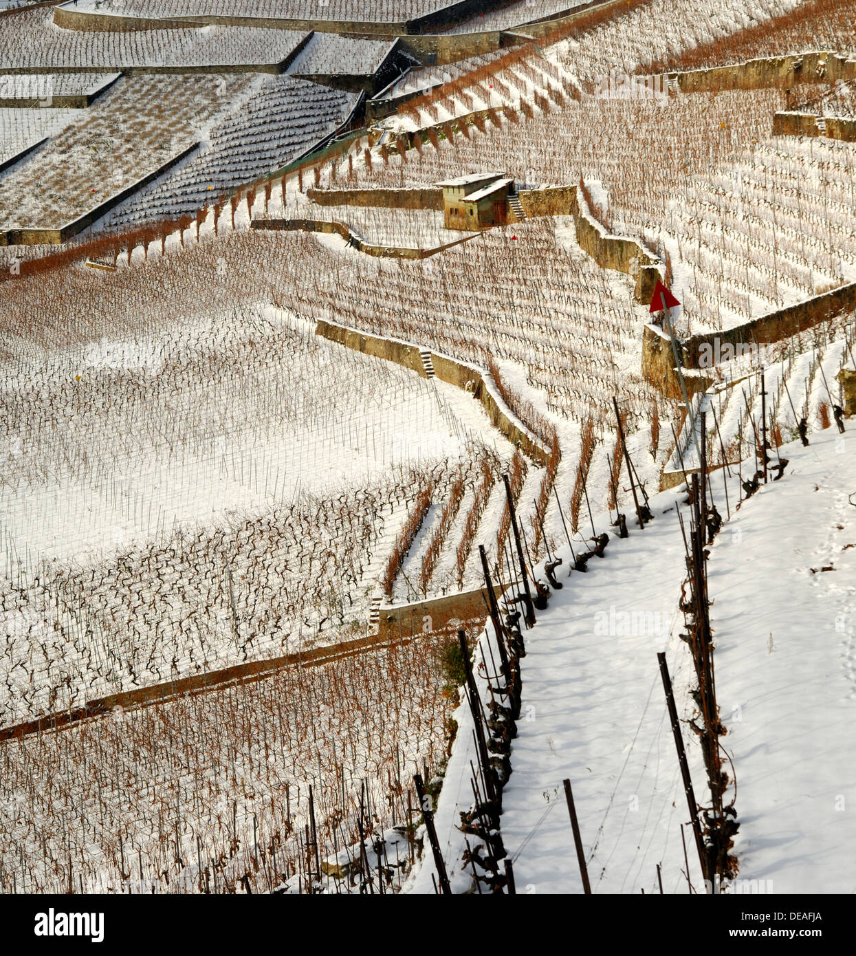 Vigneti terrazzati in inverno, sito patrimonio mondiale dell'UNESCO, Lavaux vicino Rivaz, Canton Vaud, Svizzera, Europa Foto Stock