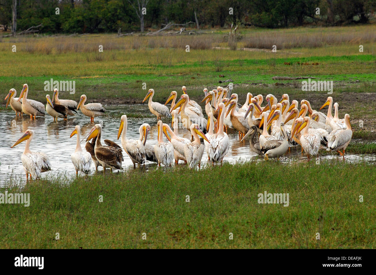 White pellicani (Pelecanus onocrotalus) su un laghetto nel Moremi National Park, Botswana, Africa Foto Stock