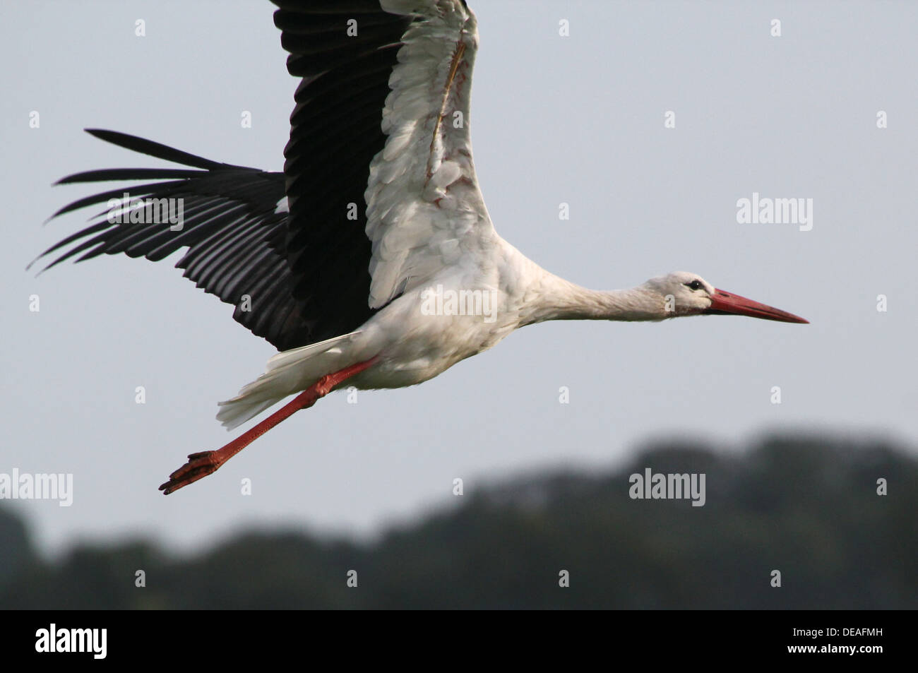 Chiudere il raccolto di una cicogna bianca (Ciconia ciconia) prendendo il largo in volo contro un cielo blu Foto Stock