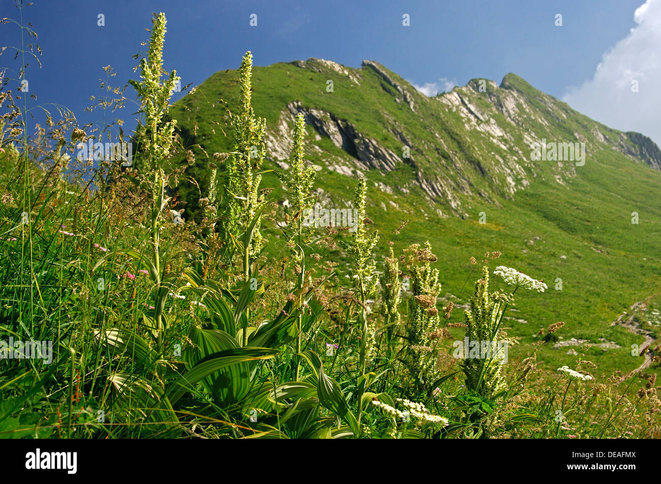 L'elleboro bianco (Veratrum album), Vaud Alpi, Svizzera, Europa Foto Stock